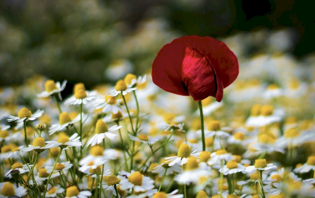 Uzman Emlakçı Olmanın Temel Kriterlerinden: Pazarlama Vizyonu